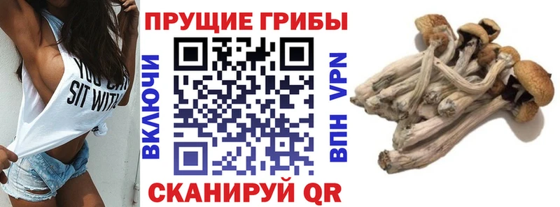 Галлюциногенные грибы MAGIC MUSHROOMS  где купить   Мариинск 